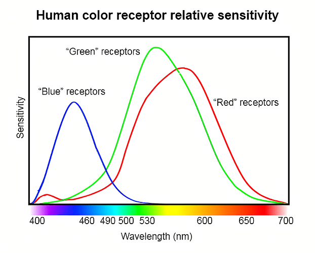 color receptors