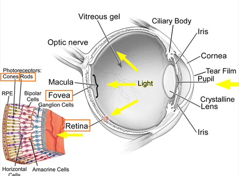 eye1